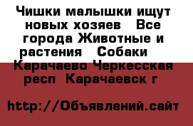   Чишки-малышки ищут новых хозяев - Все города Животные и растения » Собаки   . Карачаево-Черкесская респ.,Карачаевск г.